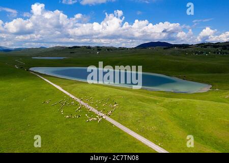 Luftaufnahme von Vrazje See und Herde von Schafen im Durmitor Nationalpark, Montenegro Stockfoto