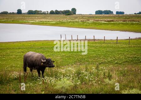 Wasserbüffel im Naturschutzgebiet Bislicher Insel am Niederrhein bei Xanten, Auenlandschaft, Nordrhein-Westfalen, Deutschland. Wasserbüf Stockfoto