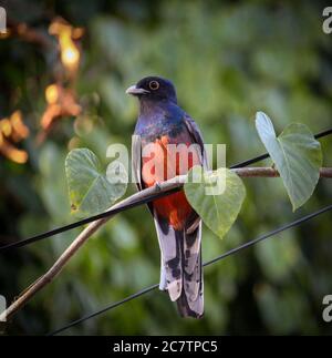 Surucuatrogon (Trogon surrucura) erstaunlicher Vogel mit orangen, schwarzen und blauen Farben. Trogons und Quetzals Stockfoto