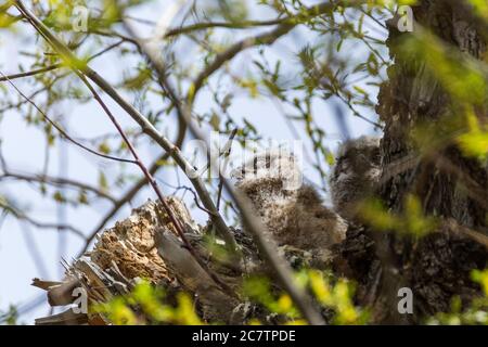 Zwei unbeflüggte Baby-große gehörnte Eulenkeuzen in einem großen Nest in einem hohen Baum Stockfoto