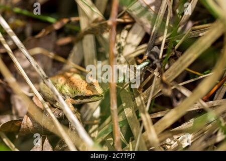 Grüner und schwarzer Baumfrosch versteckt in einem grasbewachsenen Feuchtgebiet Stockfoto