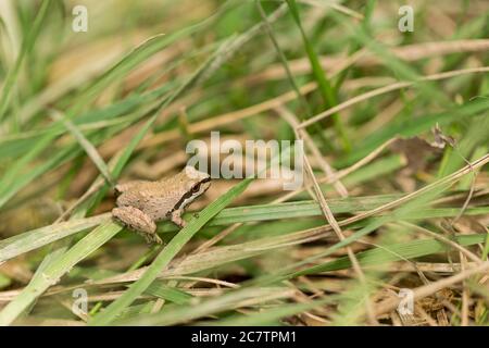 Grüner und schwarzer Baumfrosch versteckt in einem grasbewachsenen Feuchtgebiet Stockfoto