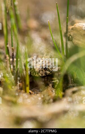 Kleine warzig grüne Kröte versteckt in einem grasbewachsenen Feuchtgebiet Stockfoto