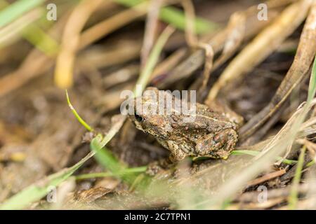 Kleine warzig grüne Kröte versteckt in einem grasbewachsenen Feuchtgebiet Stockfoto