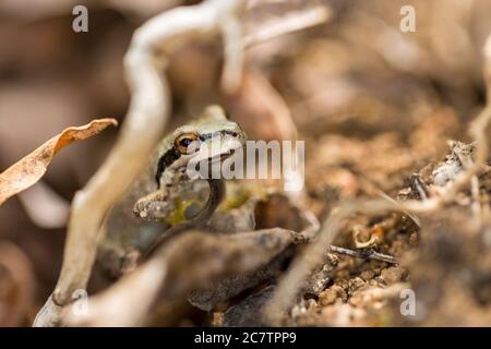 Grüner und schwarzer Baumfrosch versteckt in einem grasbewachsenen Feuchtgebiet Stockfoto