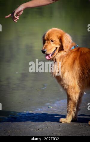 Hund golden Retriever erhalten Befehl, in jungen Händen im Fluss angreifen Stockfoto