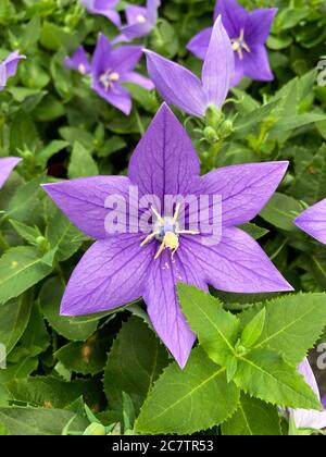 Draufsicht auf isolierten lila Blütenkopf (Platycodon) Stockfoto