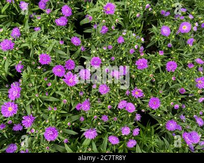 Draufsicht auf vereinzelte purpurrote buschige Asterblüten (symphyotrichum dumosum victoria victori) mit grünen Blättern Stockfoto