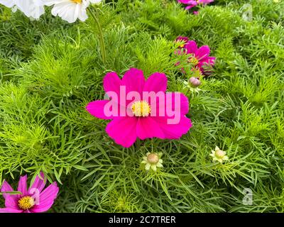 Draufsicht auf einzelne rosa gelbe Kosmos Blumen mit grünen Blättern Stockfoto