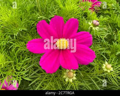 Draufsicht auf einzelne rosa gelbe Kosmos Blumen mit grünen Blättern Stockfoto