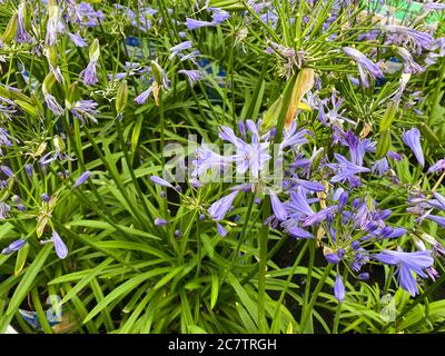 Draufsicht auf vereinzelte blau-lila afrikanische Lilienblüten (Agapanthus) mit grünen Blättern Stockfoto