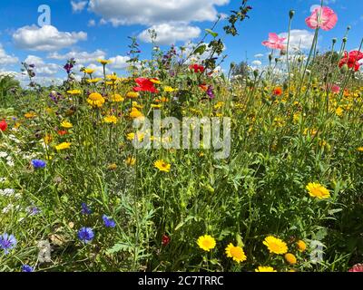 Low-Angle-Ansicht auf wildem Blumenfeld gegen blauen Himmel mit Cumulus Wolken. Stockfoto