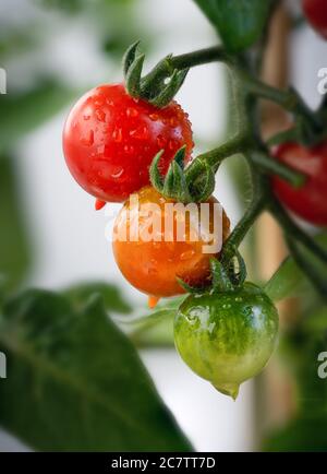 Vertikale Schuss von reifen und unreifen Kirschtomaten auf einem Verzweigung Stockfoto