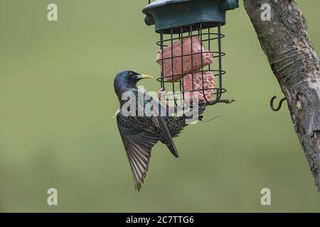 Starling, Sturnus vulgaris, Essen Fettblock aus Gartenfutter, Lancashire, Großbritannien Stockfoto