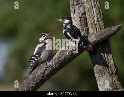 Buntspecht, Dendrocopos major, erwachsenes Männchen mit Jungtier, auf einem Baumstamm, Lancashire, UK Stockfoto
