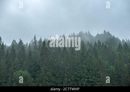 Karpaten. Fichte Wildwald. Ein dichter Tannenwald bei bewölktem Wetter in den Bergen. Stockfoto