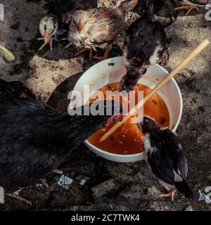 Hühner und Küken füttern aus Nudelresten Schüssel in Vietnam Stockfoto