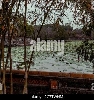 Ummauerter See mit Lilly Pads in der Imperial City, Hue Stockfoto