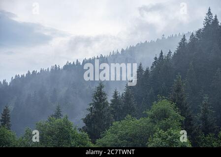 Karpaten. Fichte Wildwald. Ein dichter Tannenwald bei bewölktem Wetter in den Bergen. Stockfoto