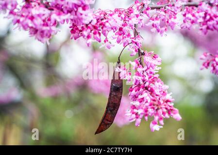 Die westliche Rotbude ist ein Strauch in der Familie der Hülsenfrüchte mit hellen Blüten Stockfoto