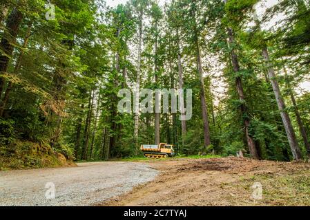 Holzfällerstraße im Redwood Forest, Humboldt County, Nordkalifornien Stockfoto