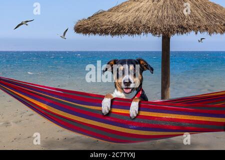 Hund in Hängematte im Sommer, Hund am Strand Stockfoto