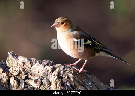 Männlicher Buchfink (Fringilla coelebs), der auf einem Baumstumpf in Northamptonshire, Großbritannien, thront. Stockfoto