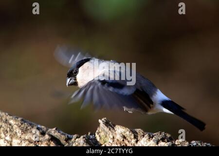 Eurasischer Bullfink (Pyrrhula pyrrhula), der über einem Baumstumpf in Northamptonshire, Großbritannien, schwebt. Stockfoto