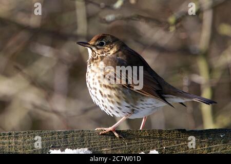 Singdrossel (Turdus philomelos) auf einem Zaun in Northamptonshire, England. Stockfoto