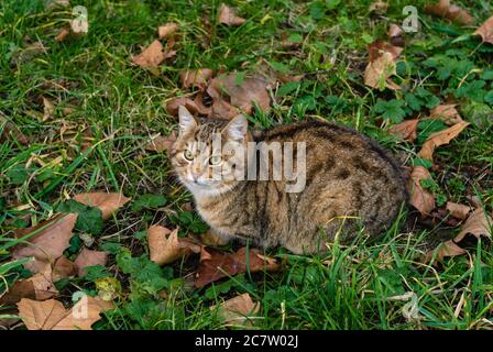 Katze sitzt auf dem grünen Gras zwischen den trockenen Blättern. Herbst. Stockfoto