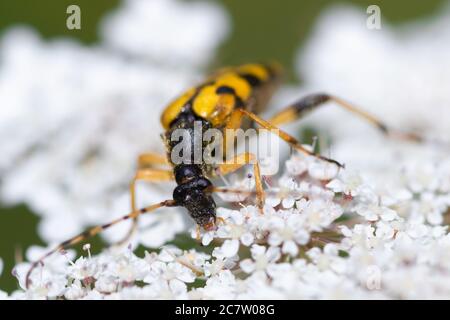 Nahaufnahme eines gelb-schwarz gepunkteten Langhornkäfer (Rutpela maculata) auf einer weißen Wildblume. Stockfoto