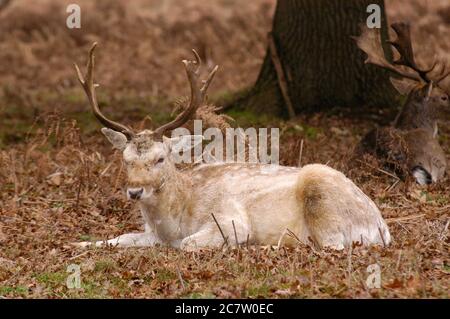 Deer Richmond Park Surrey Großbritannien