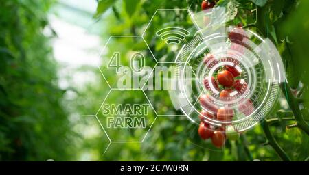 Tomaten im Gewächshaus mit Infografiken. Smart Farming und Precision Agriculture 4.0 Stockfoto