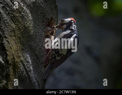 Buntspecht, Dendrocopos major, Fütterung von Jungfischen im Nestloch, Lancashire, Großbritannien Stockfoto