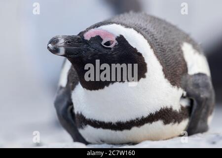 Afrikanischer Pinguin (Spheniscus demersus), Erwachsene Nahaufnahme, Westkap, Südafrika Stockfoto