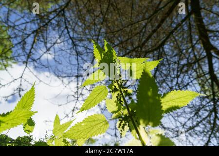 Atemberaubende Szene mit wilden Brennnesseln im Sonnenlicht und Himmel im Hintergrund, Harrogate, North Yorkshire, England, Großbritannien. Stockfoto