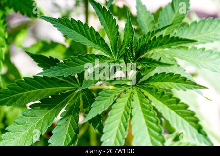 Nahaufnahme von eingetopften Marihuanablättern Stockfoto