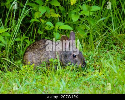 Großes, dunkelbraunes Kaninchen, das in grünem Gras und umgebender Vegetation auf Nahrungssuche ist. Sommerzeit im Norden Floridas. Stockfoto