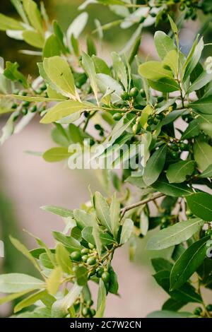 Äste, Blätter und Beeren Lorbeerblatt auf dem Baum. Stockfoto