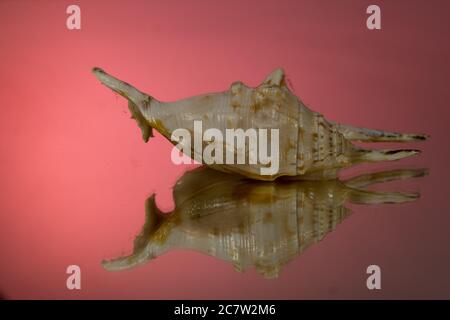 kleine Seasnail Schale, gebrochen durch das Meer Stockfoto