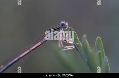 Libelle zeigt Augen und Flügel Detail.Makro-Aufnahmen, schöne Naturszene Libelle. Stockfoto