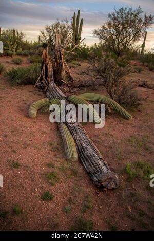 Ein gefallener saguaro Kaktus liegt in der Sonoran Desert, Ironwood Forest National Monument, Eloy, Arizona, USA. Stockfoto