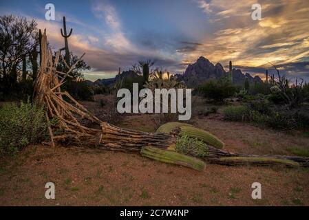 Ein gefallener saguaro Kaktus liegt in der Sonoran Desert, Ironwood Forest National Monument, Eloy, Arizona, USA. Stockfoto