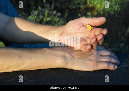 Gelber Schmetterling auf der Hand der Frau Stockfoto