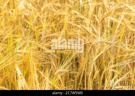 Gerste (Hordeum vulgare) wächst auf geeichten, Nahaufnahme von Gerste. Weizen im Sommer abgelegt. Mais auf einem landwirtschaftlichen Betrieb anbauen. Stockfoto