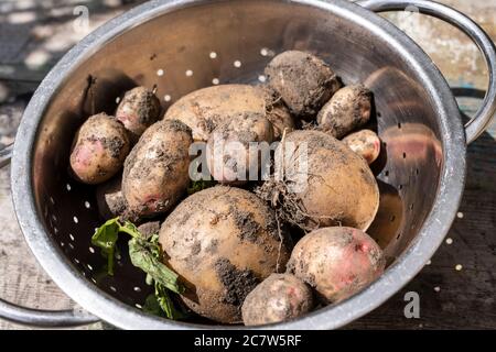 Frisch gepflückte Kartoffeln aus dem Garten Stockfoto