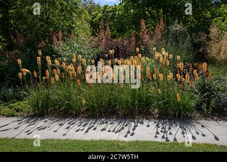 Hampshire, England, Großbritannien. 2020. Ein attraktives Gebiet mit blühenden Kniphofia, 'Tawny King' Pflanzenvielfalt in einem englischen Landgarten. Stockfoto