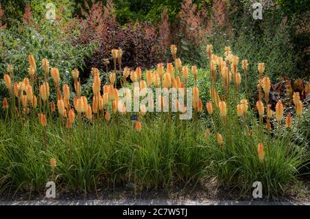 Hampshire, England, Großbritannien. 2020. Ein attraktives Gebiet mit blühenden Kniphofia, 'Tawny King' Pflanzenvielfalt in einem englischen Landgarten. Stockfoto