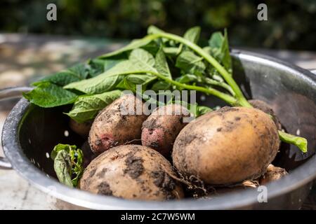 Frisch gepflückte Kartoffeln aus dem Garten Stockfoto