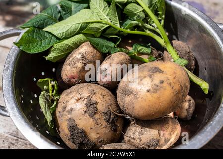 Frisch gepflückte Kartoffeln aus dem Garten Stockfoto